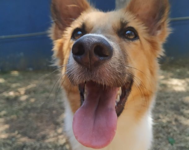 Jessie paralysed Sri Lankan street dog long tongue