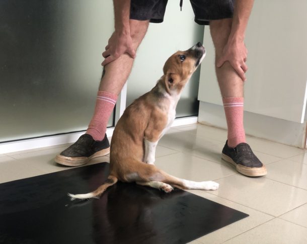Jessie paralysed Sri Lankan street dog