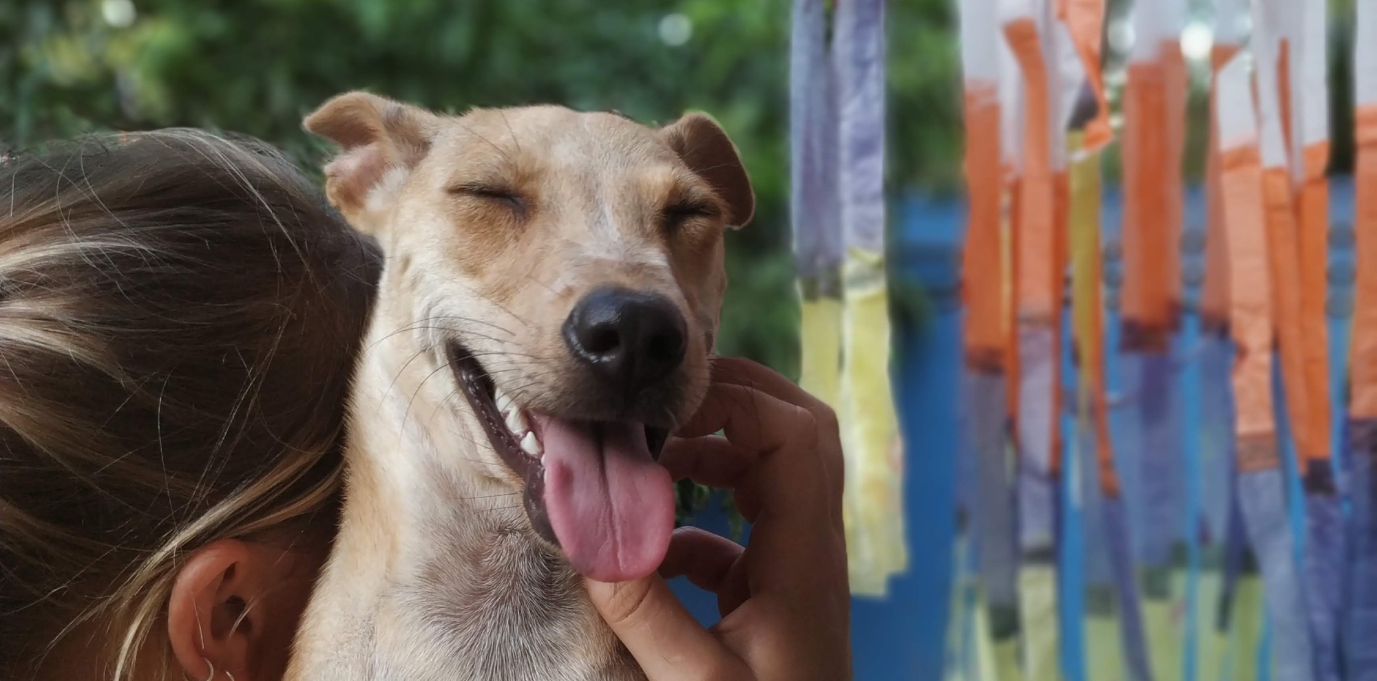 Rita, Sri Lankan street dog at WECare
