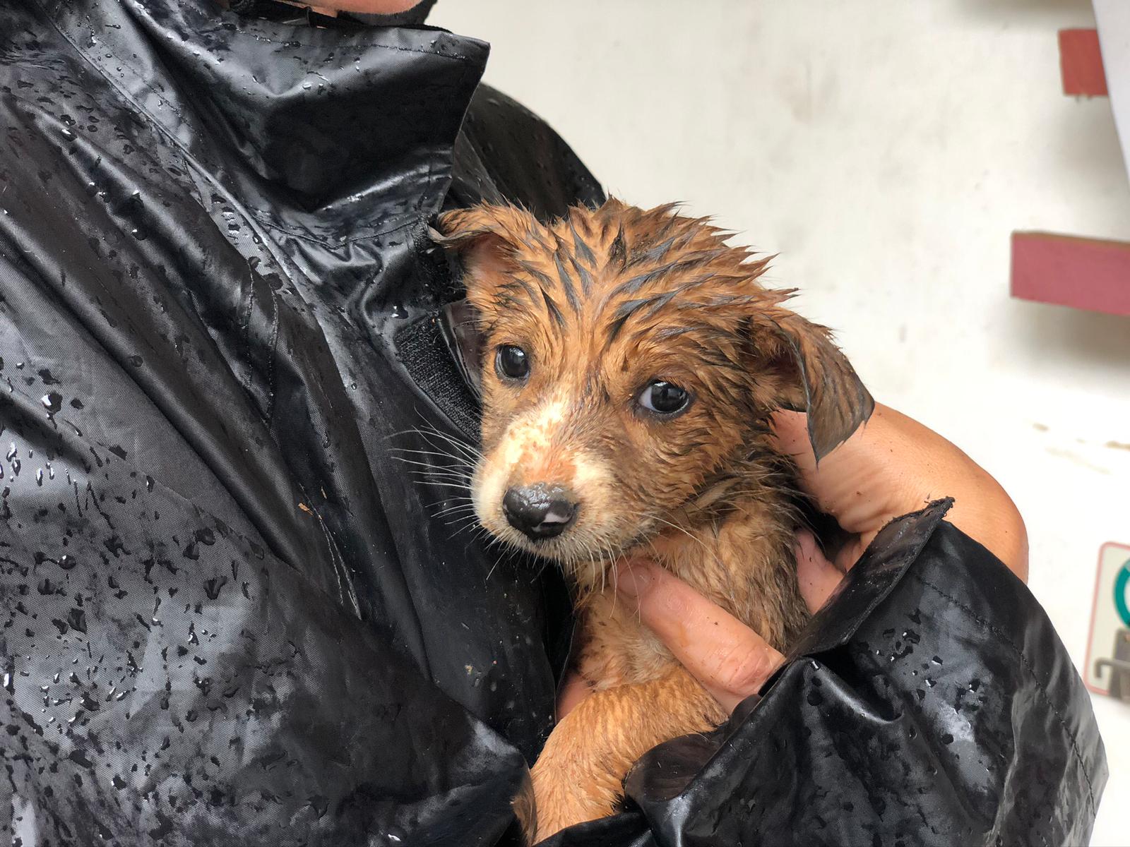 dumped puppy sri lanka street dog