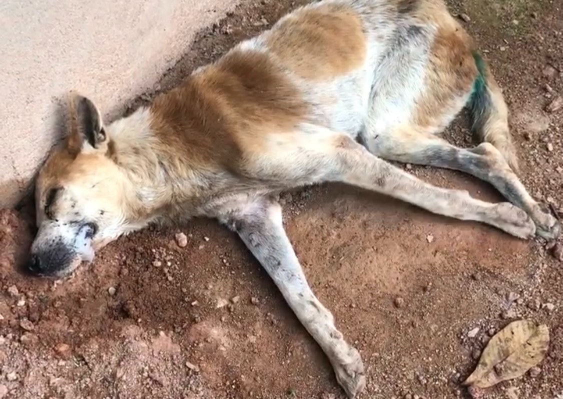 A street dog with rabies in Sri Lanka
