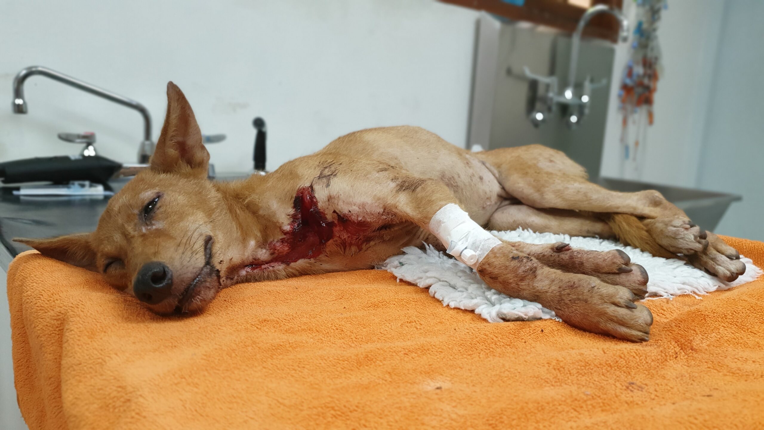 Mathilda, a Sri Lankan dog who came to WECare with a knife wound