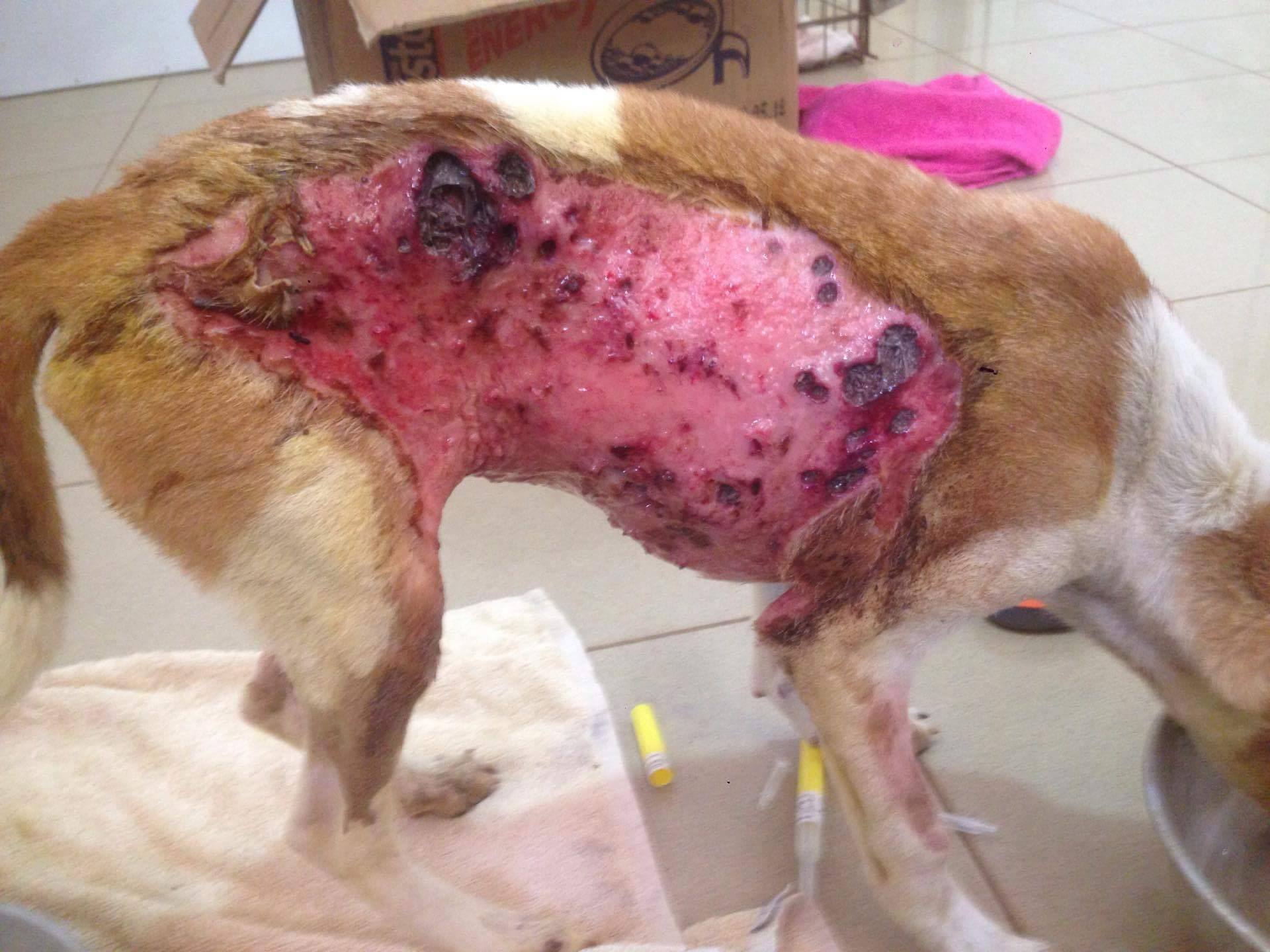 Browny, an owned dog who had boiling water thrown at her