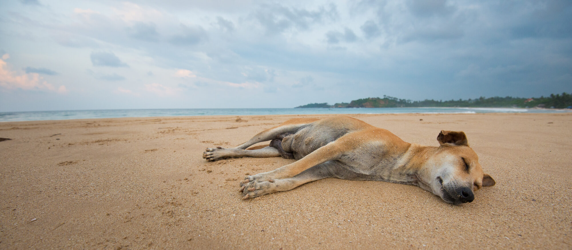 Street dog sleeping on a beach in Sri Lanka