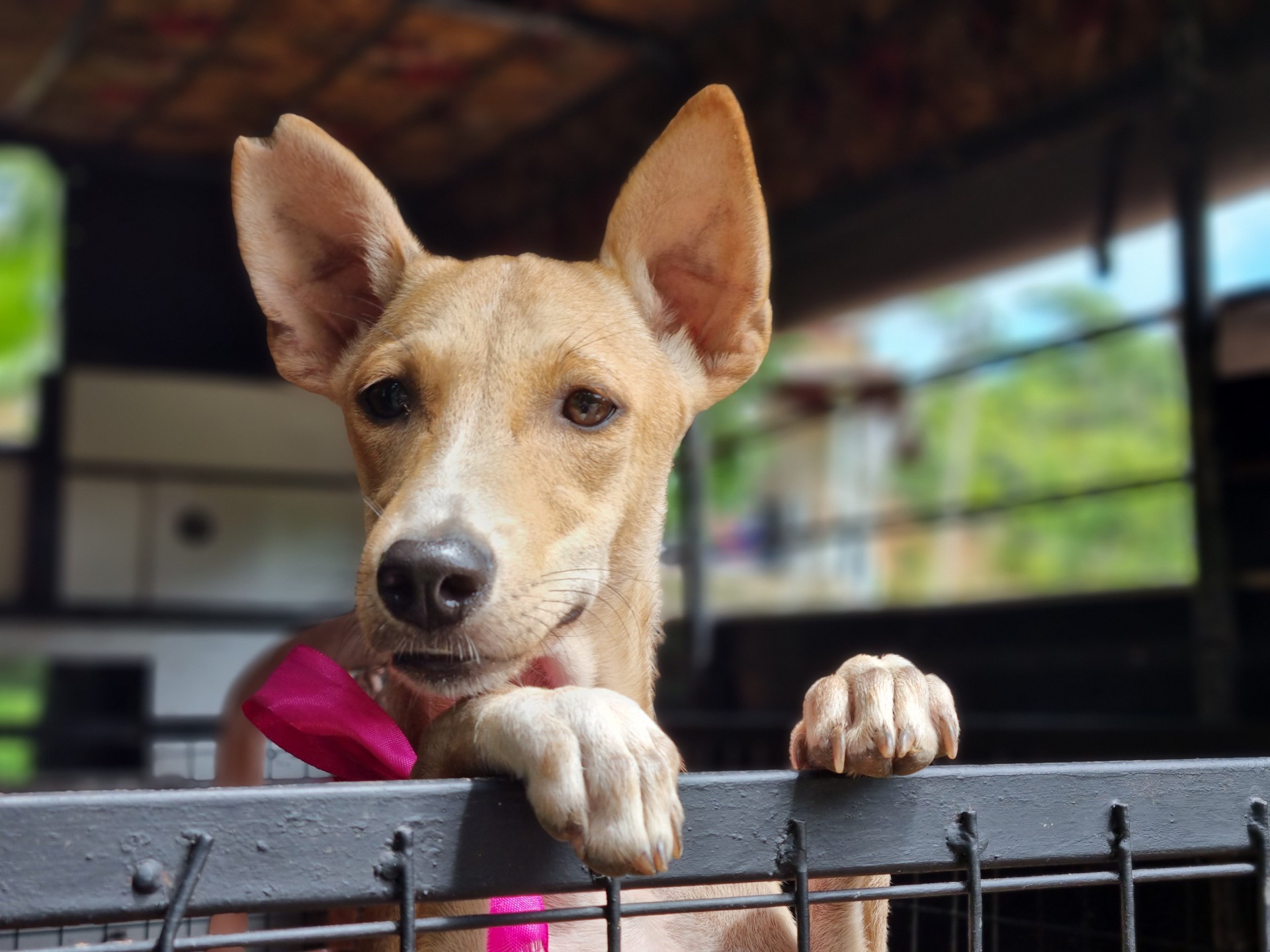 Dogs in Sri Lanka have their ears tipped to show they've been neutered
