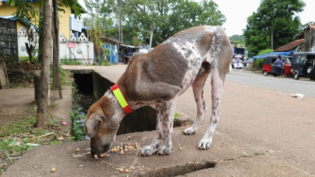 A street dog in Sri Lanka eating food left by a local (the red collar signifies that he's been vaccinated against rabies)