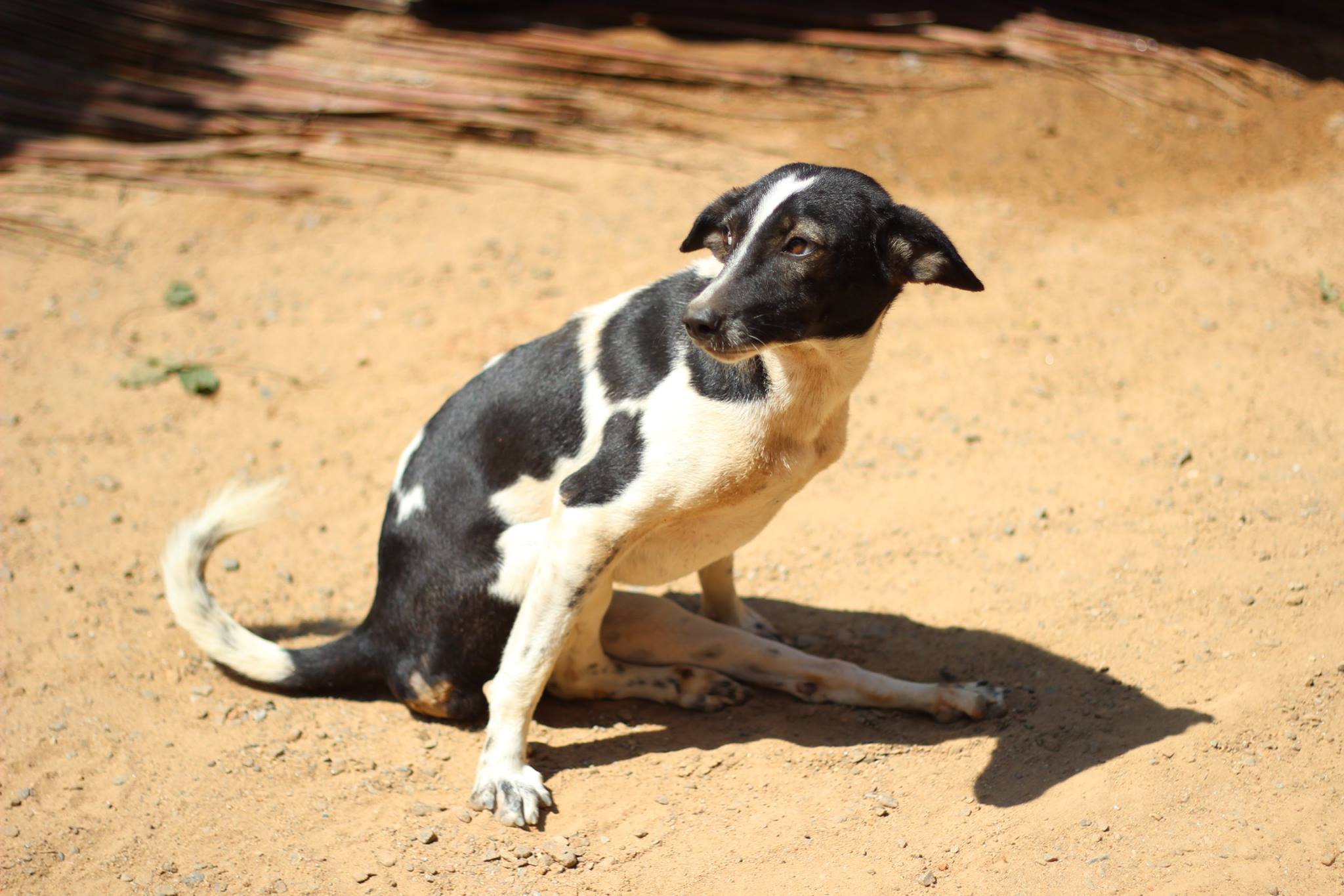 A street dog with hind leg paralysis on a beach in Sri Lanka