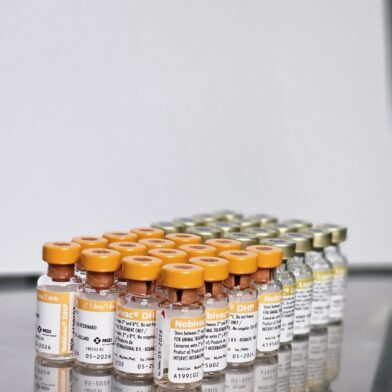 DHPL vaccines