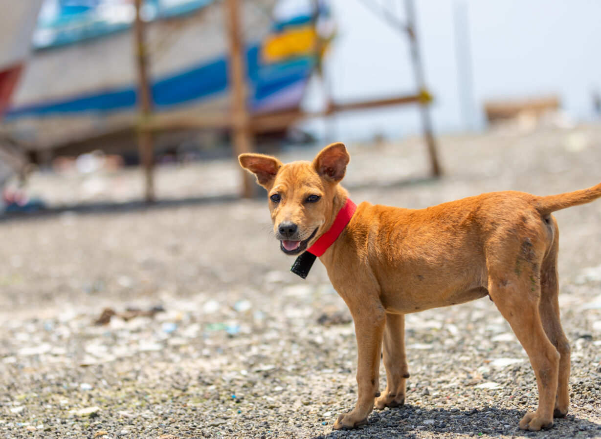 A Sri Lankan beach dog