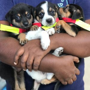 Neutered and vaccinated Sri Lankan street puppies held by a WECare Worldwide staff member