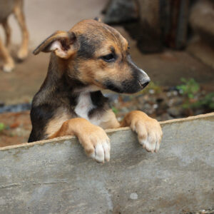 A Sri Lankan street puppy